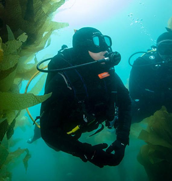 PADI Courses, Conservation, Membership, and Shop