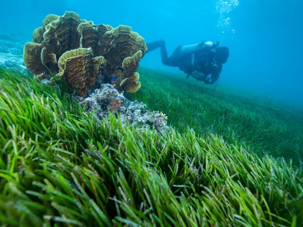 The Ocean Foundation's SeaGrass Grow Program | PADI