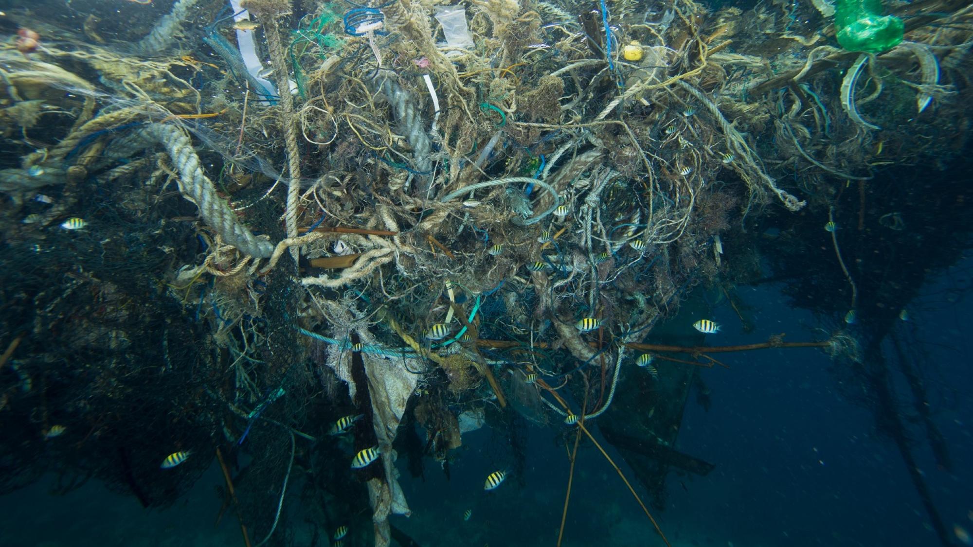 AWARE: Marine Debris Program | PADI